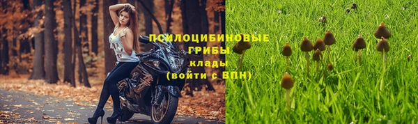 прущие грибы Беломорск